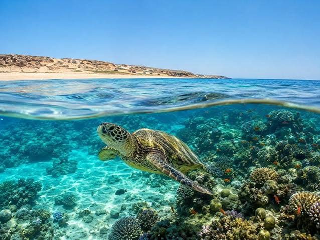 Baptême de plongée pour débutants – excursion Hurghada
