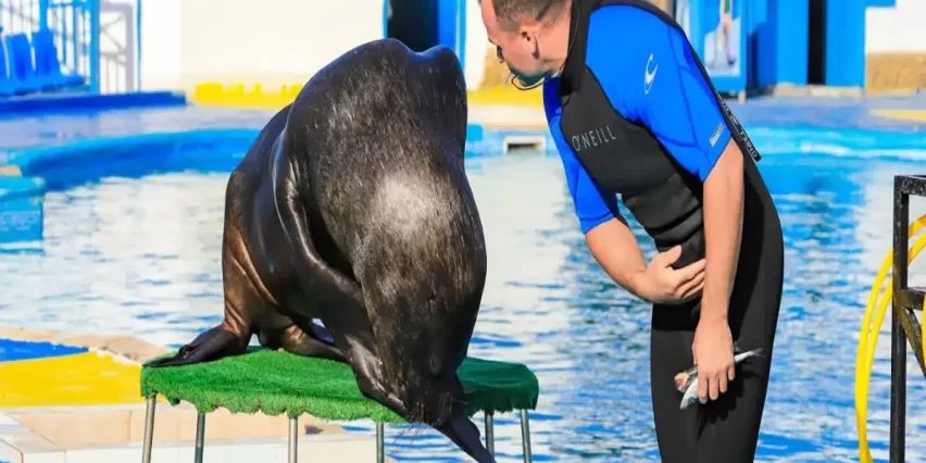 Spectacle de dauphins à Hurghada – photo 2