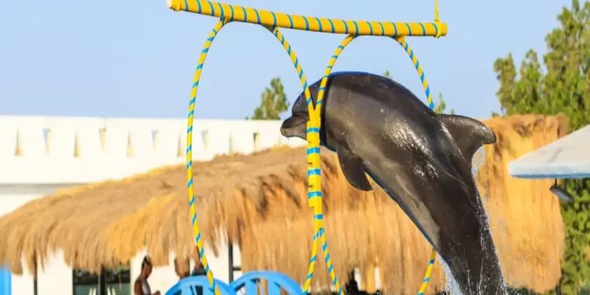 Spectacle de dauphins à Hurghada – photo 3
