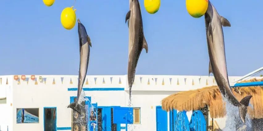 Spectacle de dauphins à Makadi – photo 3
